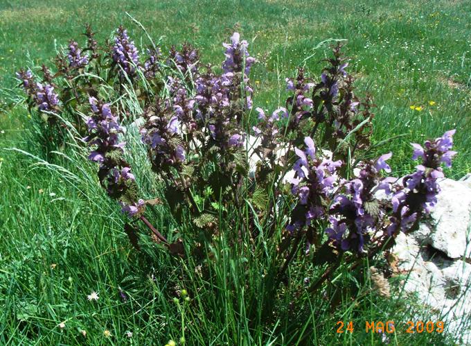 Lamium garganicum subsp. laevigatum